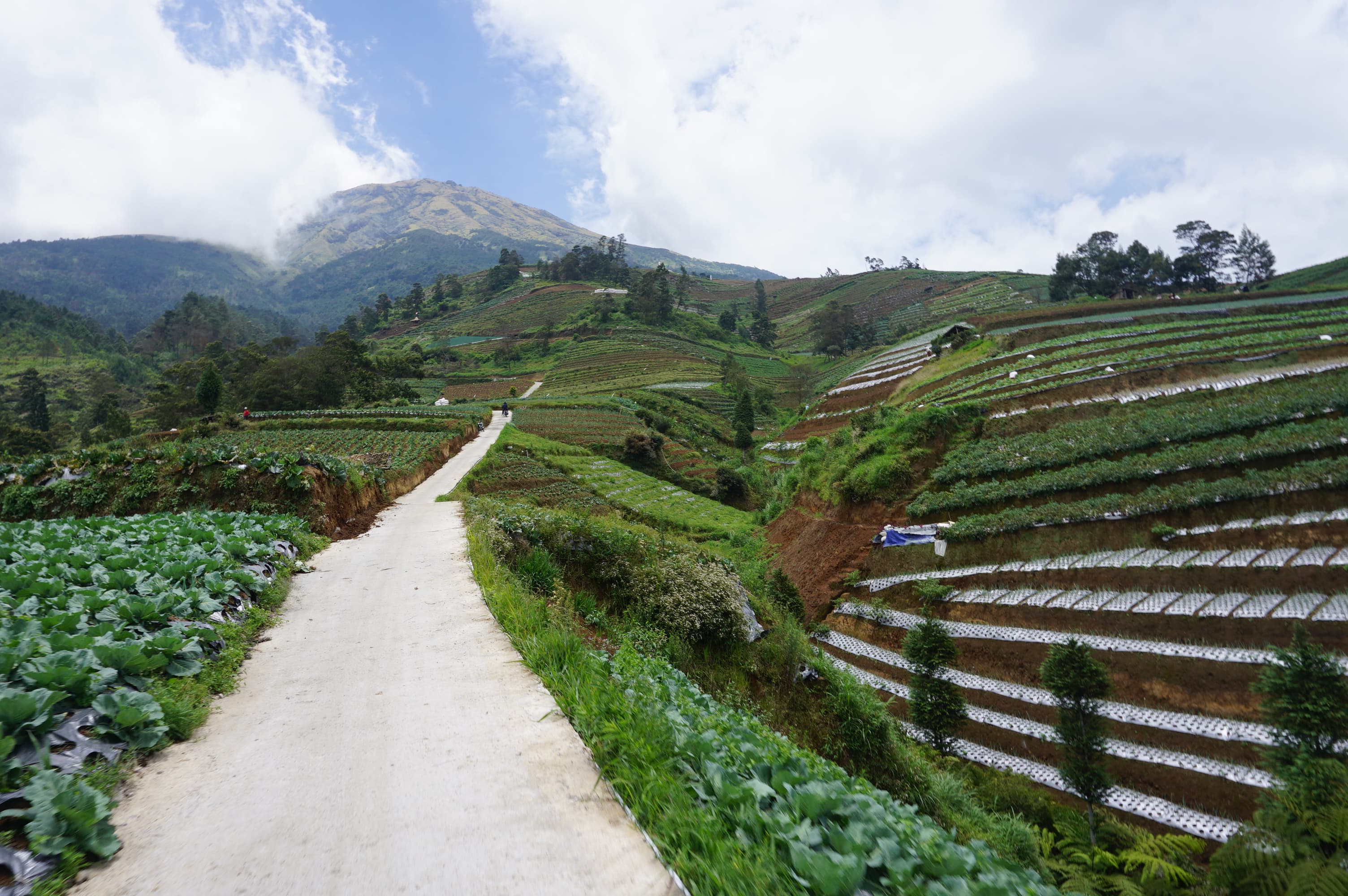 perkebunan di jalan menuju Watu Susu